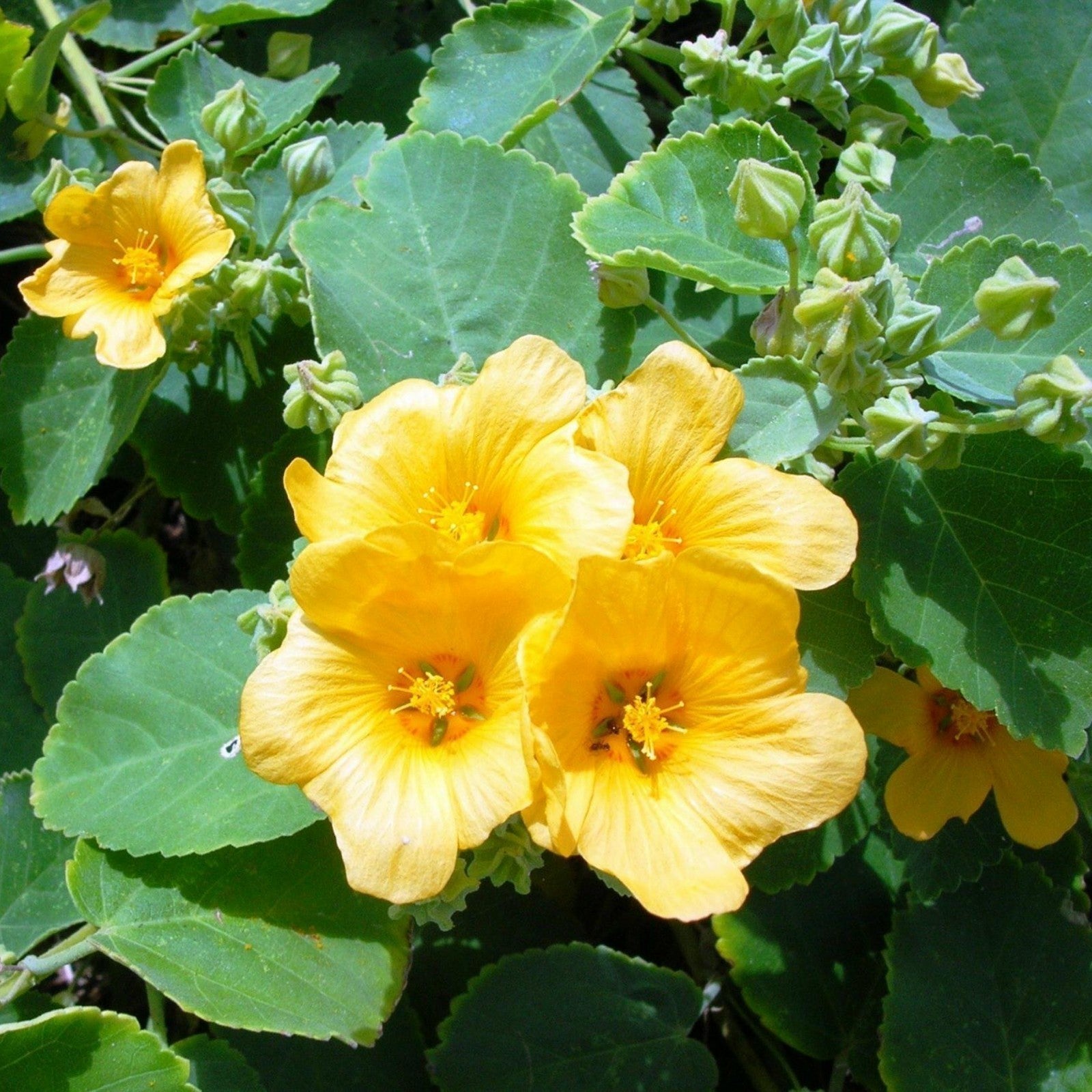 Country Mallow Seeds – Bala
