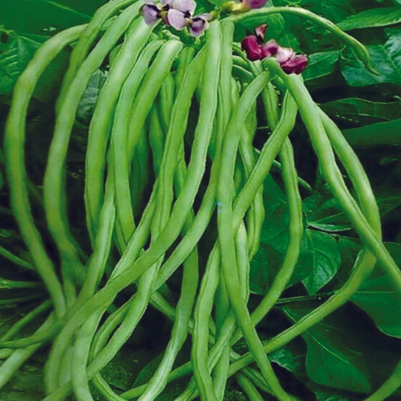 Cowpea Seeds - Vegetable Plant for Home Gardens