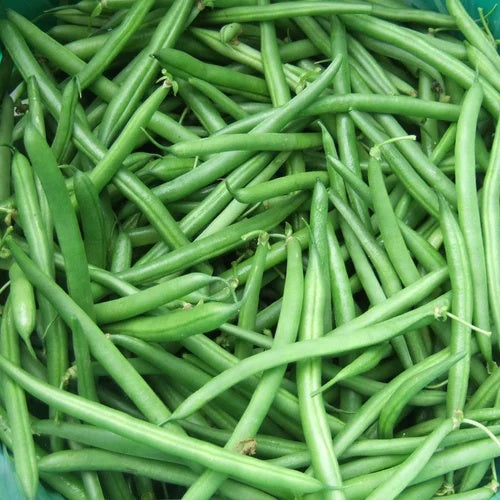Cowpea Seeds - Vegetable Plant for Home Gardens