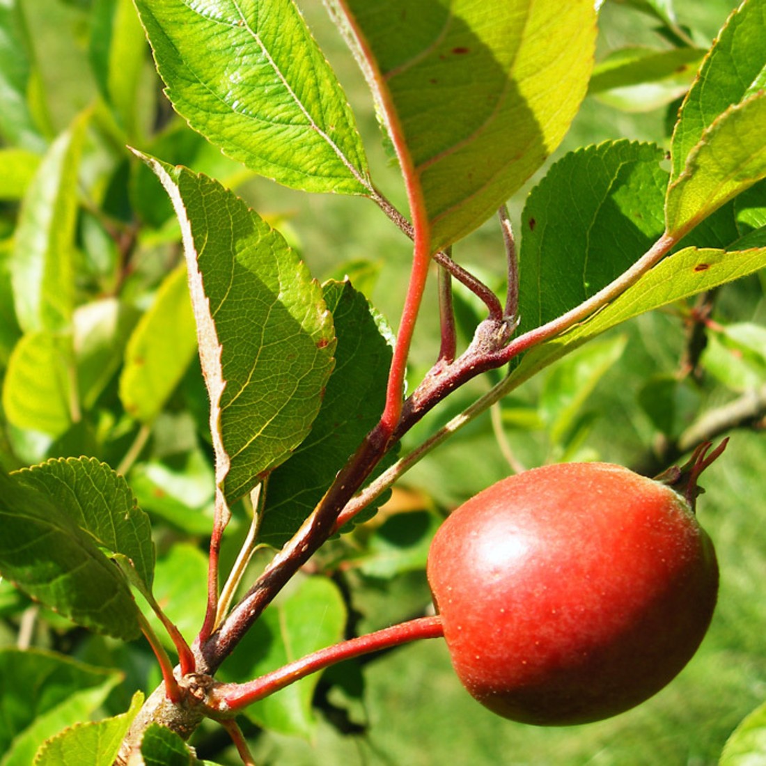 Crab Apple Seeds
