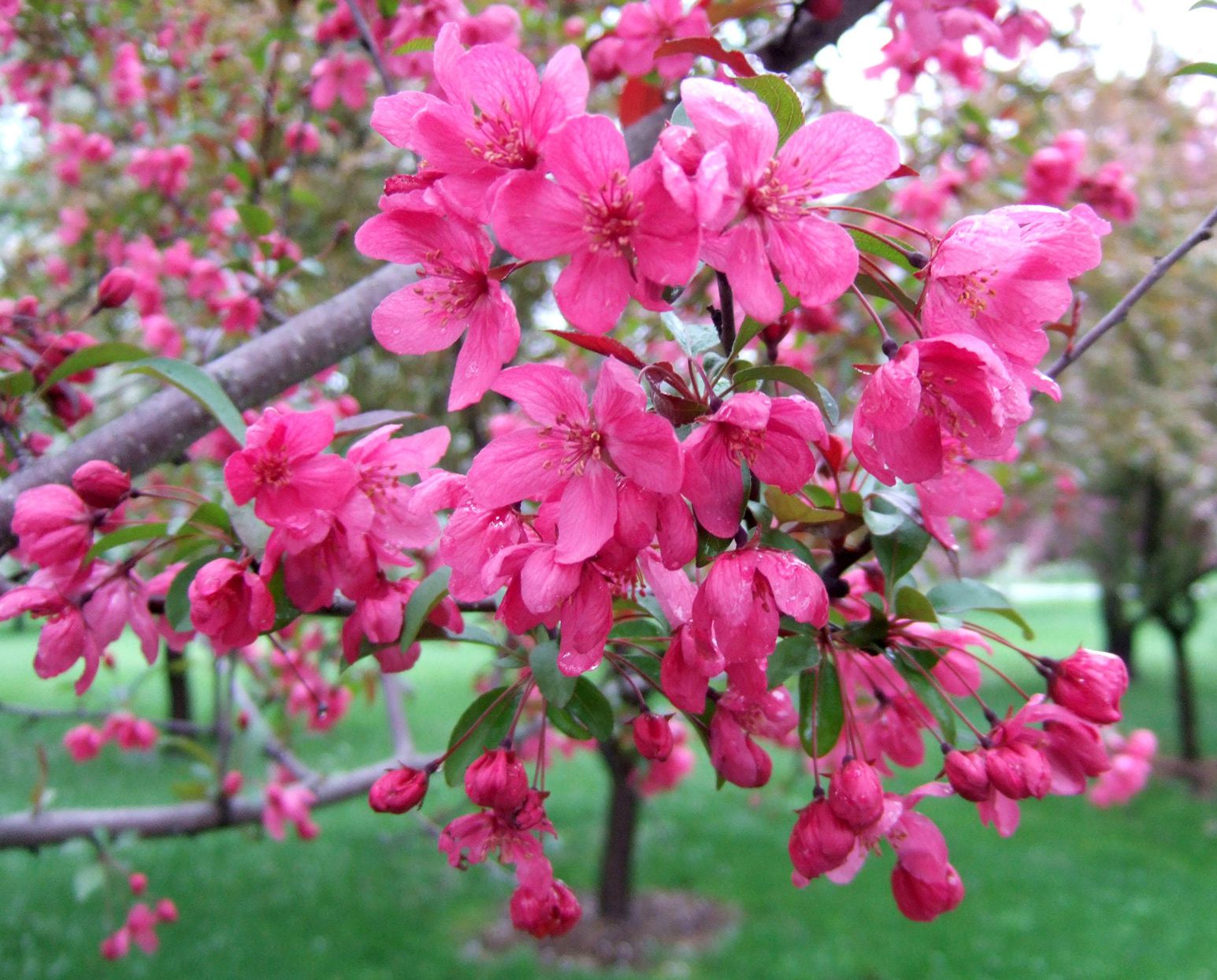 Crabapple Seeds – Floribunda
