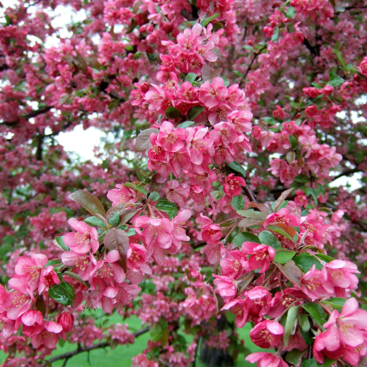 Crabapple Seeds – Floribunda

