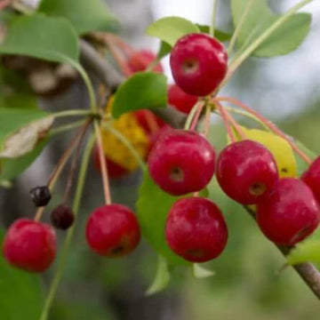 Crabapple Seeds - Siberian