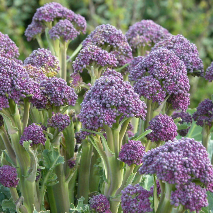 Crambe Seeds – Maritima
