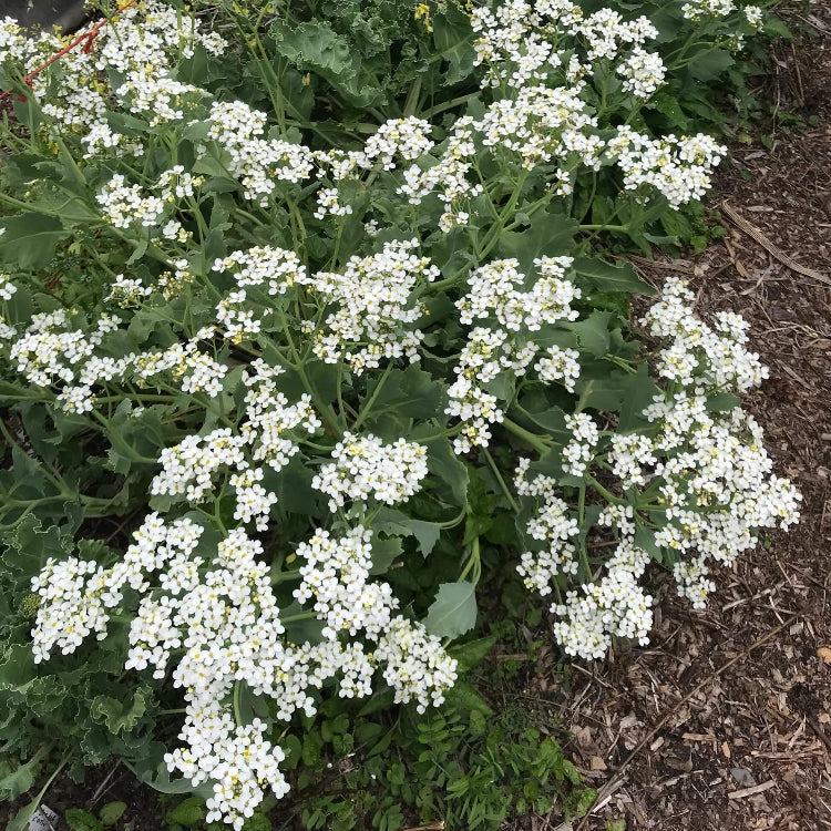 Crambe maritima Seeds for Planting