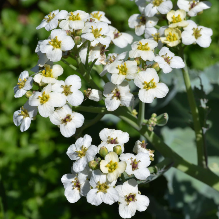 Crambe maritima Seeds for Planting