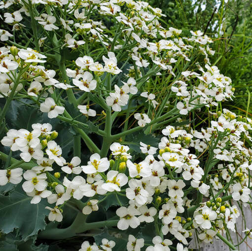 Crambe maritima Seeds for Planting