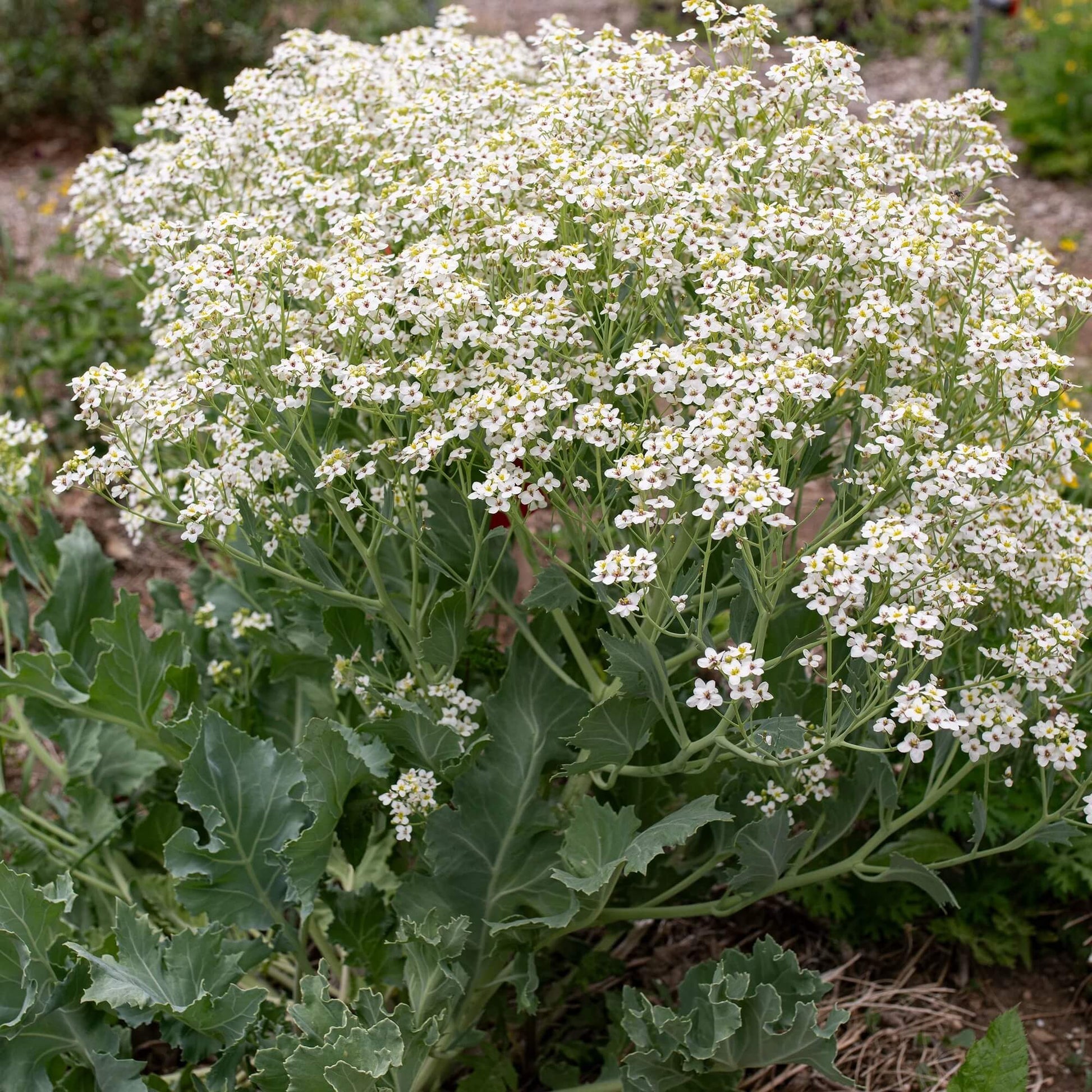 Crambe maritima Seeds for Planting