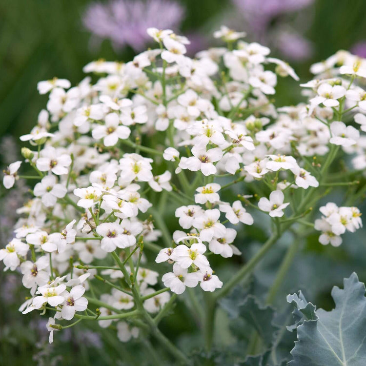 Crambe maritima Seeds for Planting