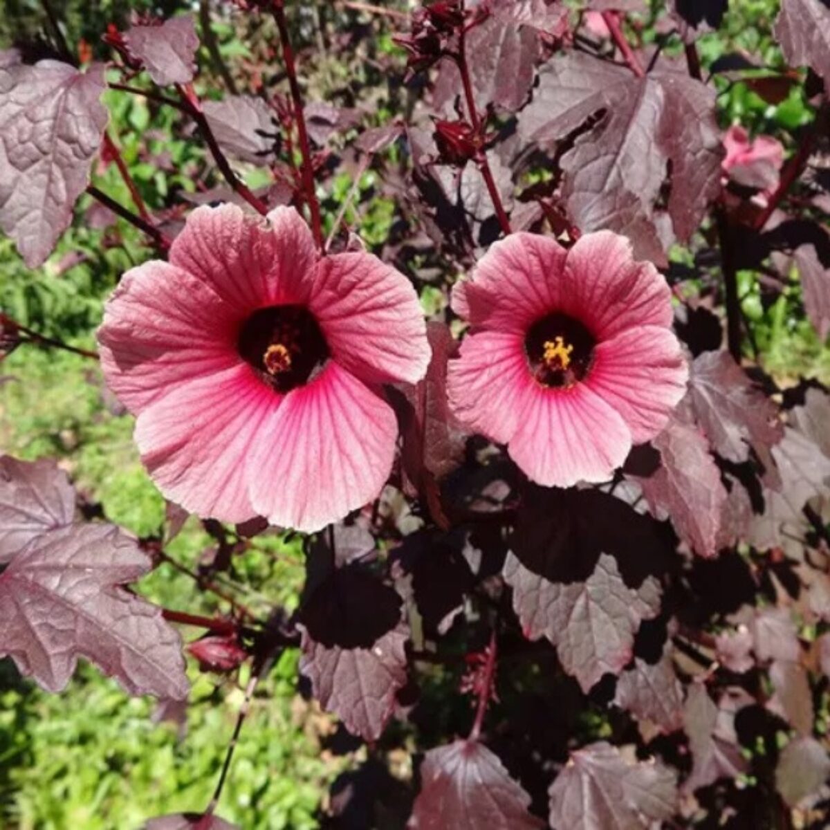 Cranberry Hibiscus Seeds – Hardy Perennial
