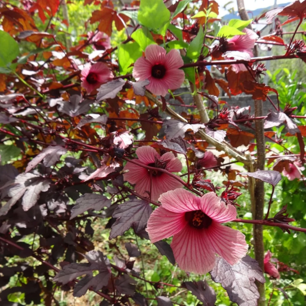 Cranberry Hibiscus Seeds – Hardy Perennial
