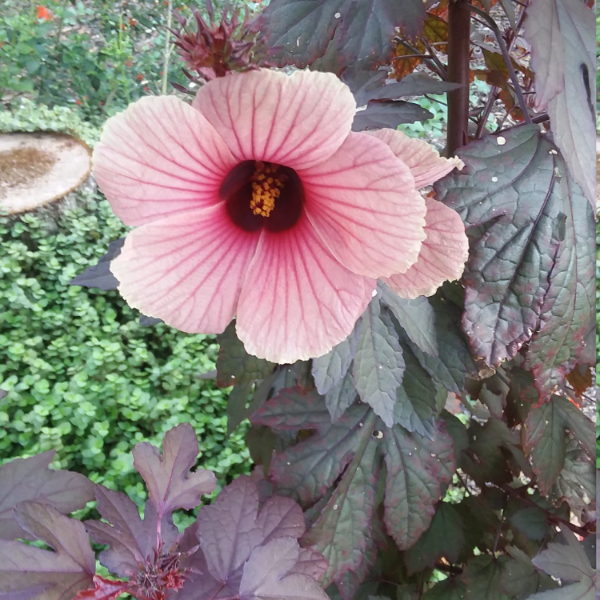 Cranberry Hibiscus Seeds – Hardy Perennial
