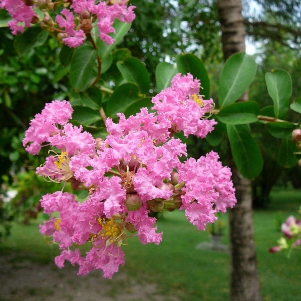 Crape Myrtle Seeds – Pink
