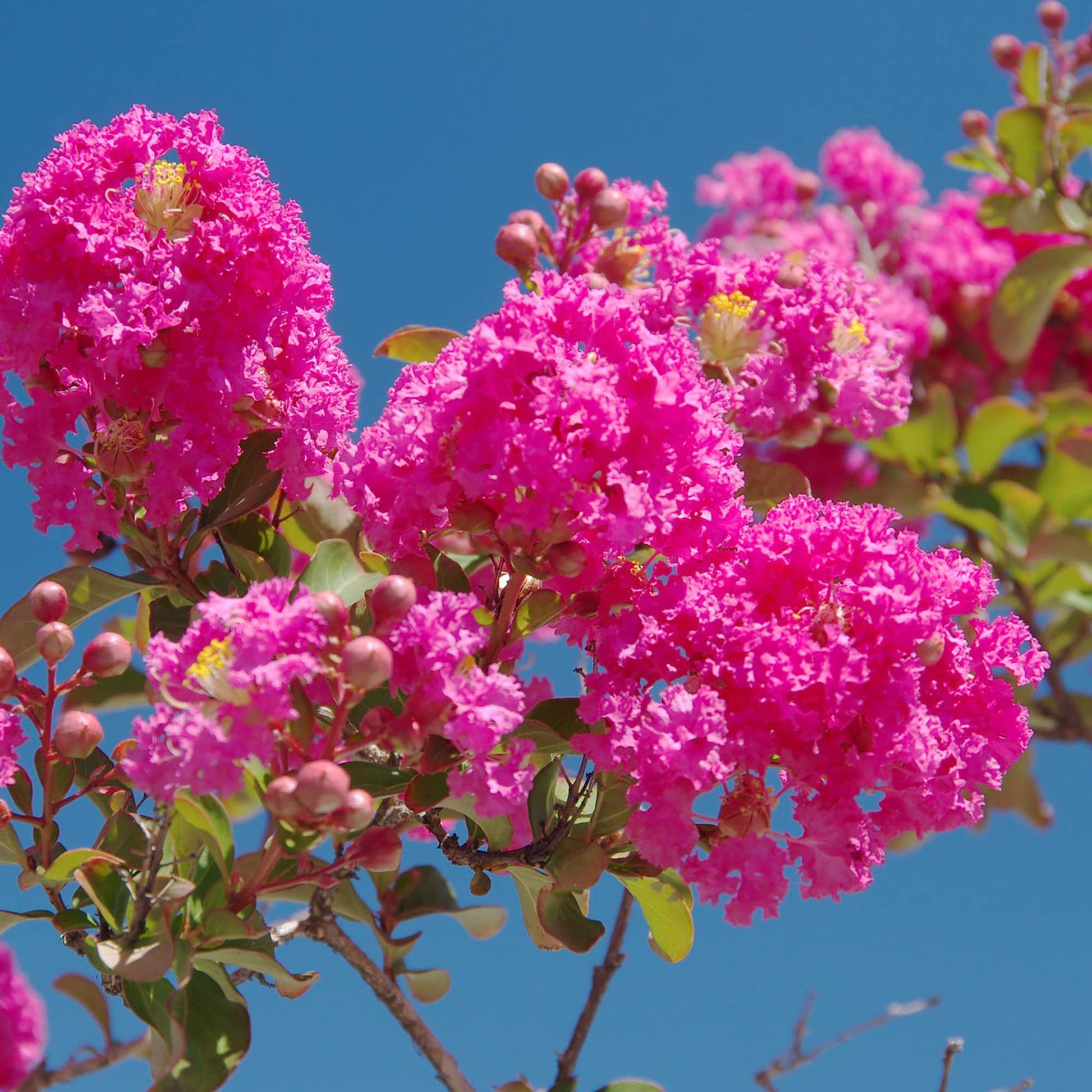 Crape Myrtle Seeds – Pink
