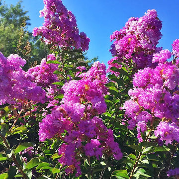 Crape Myrtle Seeds – Purple Perennial
