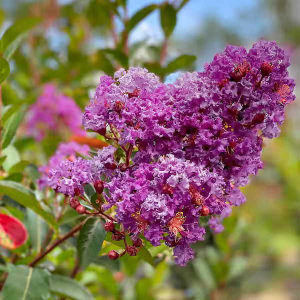 Crape Myrtle Seeds – Purple Perennial
