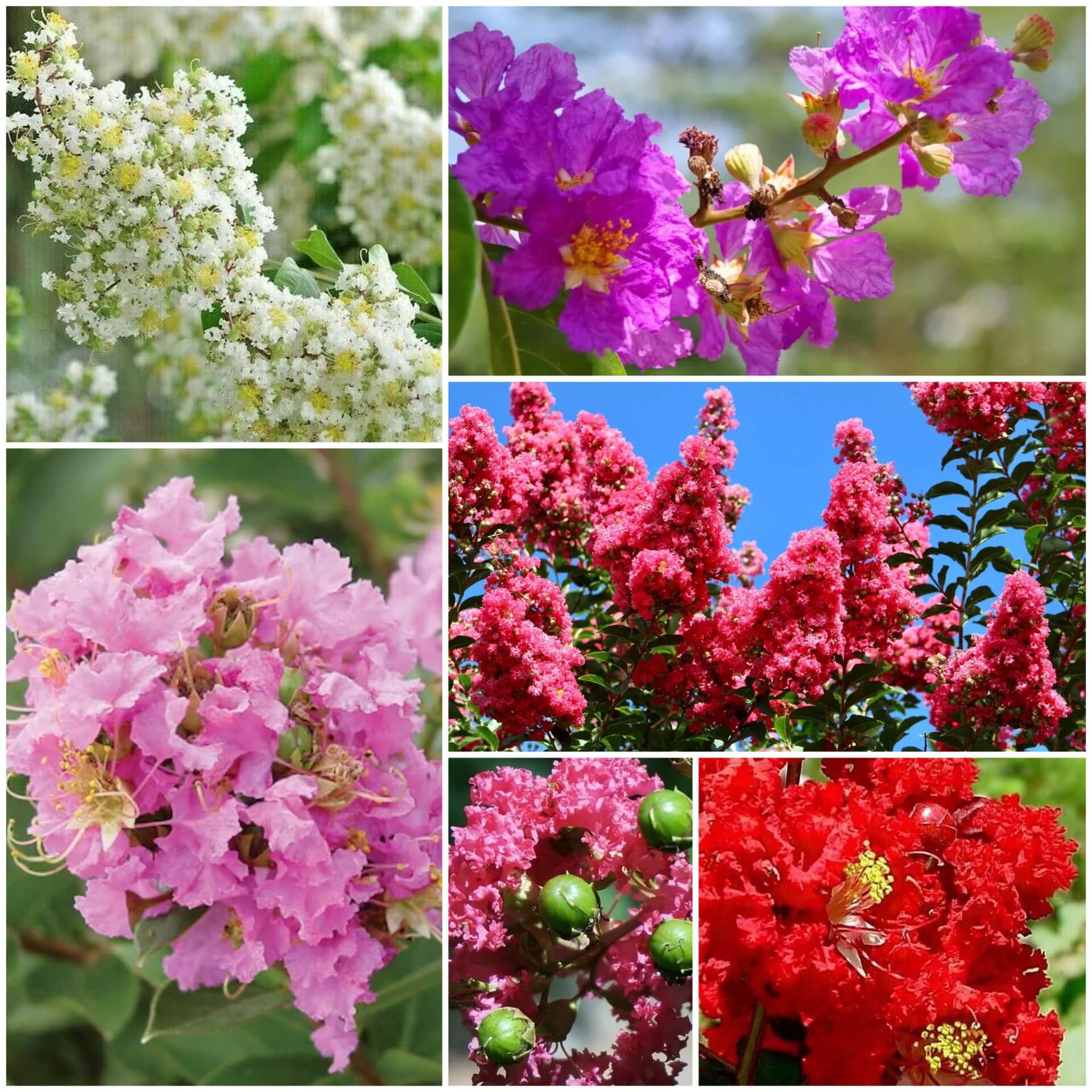 Crape Myrtle Seeds - All In One For Home Gardens