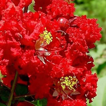 Crape Myrtle Seeds - All In One For Home Gardens