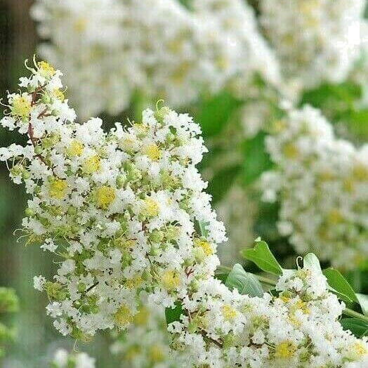 Crape Myrtle Seeds - All In One For Home Gardens