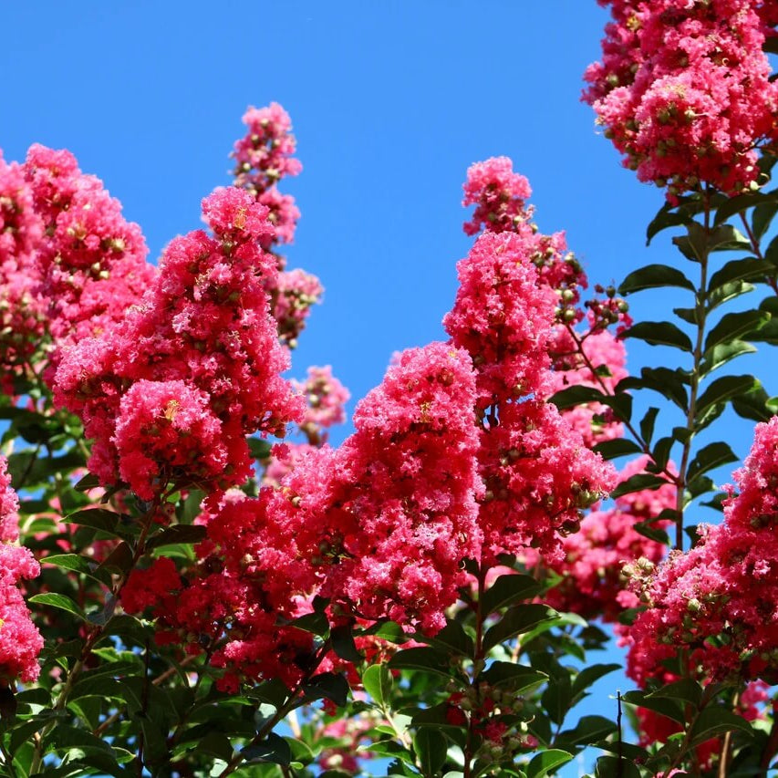 Crape Myrtle Seeds - All In One For Home Gardens