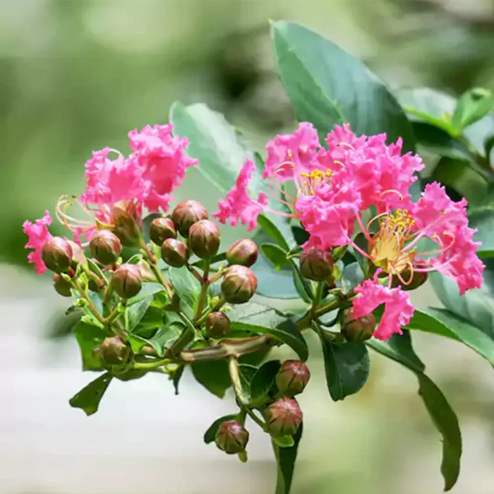 Crape Myrtle Seeds – Pink
