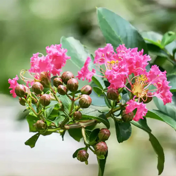Crape Myrtle Seeds – Pink
