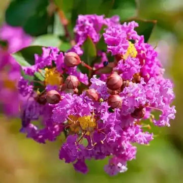 Crape Myrtle Seeds – Purple Perennial
