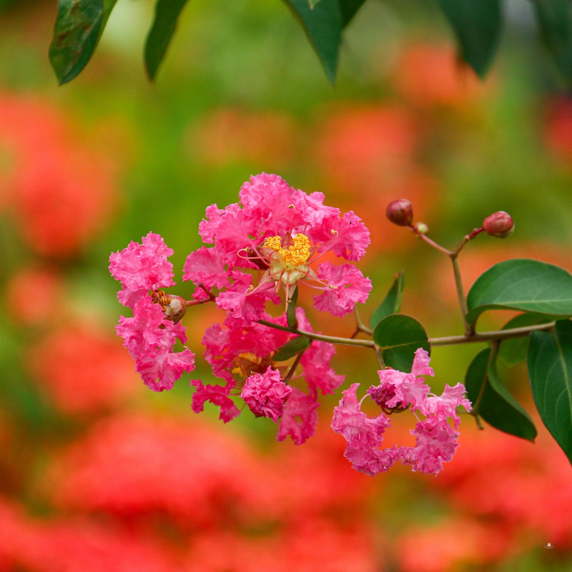 Crape Myrtle Seeds – Vibrant Blooms
