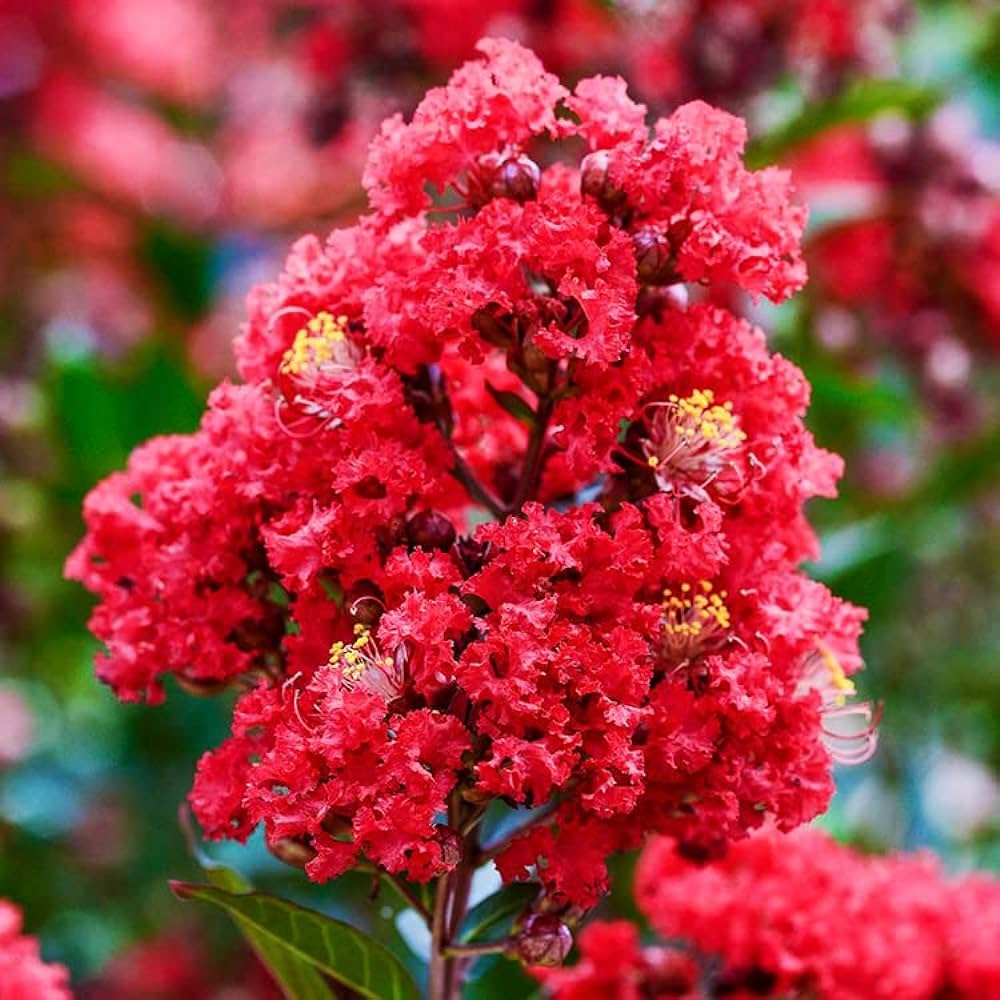 Crape Myrtle Seeds – Vibrant Blooms
