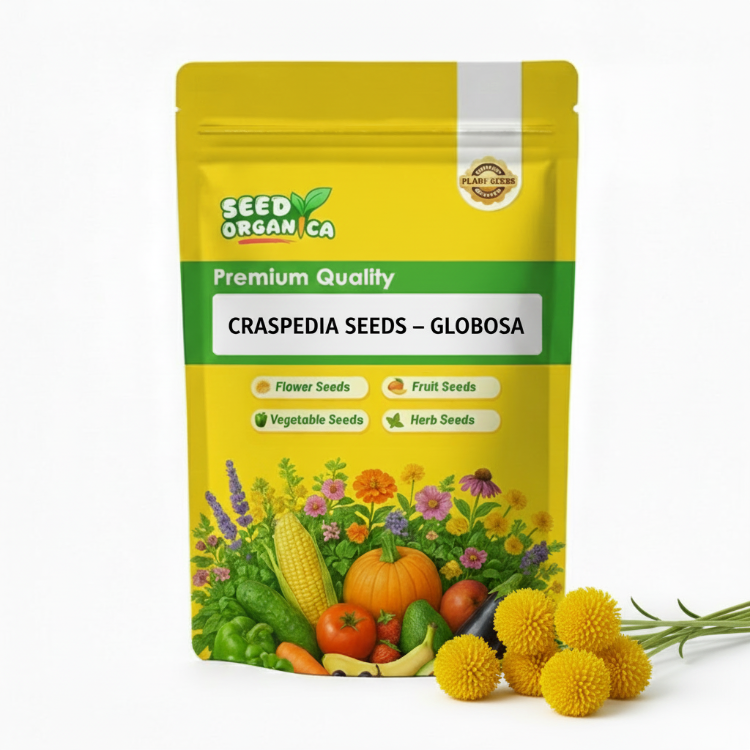 Craspedia Seeds – Globosa