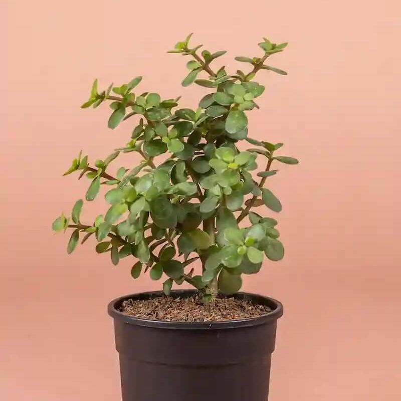 Crassula Ovata Seeds for Planting