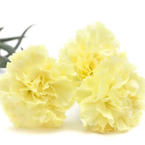 Cream Carnation Dianthus Seeds