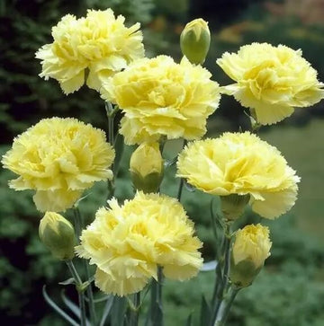 Cream Carnation Dianthus Seeds