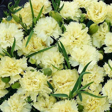 Cream Carnation Dianthus Seeds