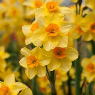 Cream Orange Daffodil Seeds