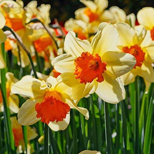 Cream Orange Daffodil Seeds