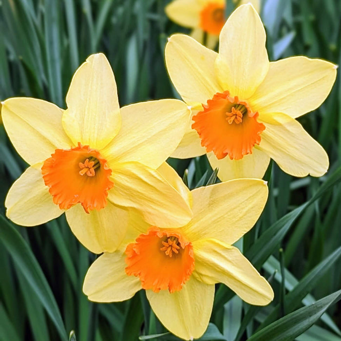 Cream Orange Daffodil Seeds