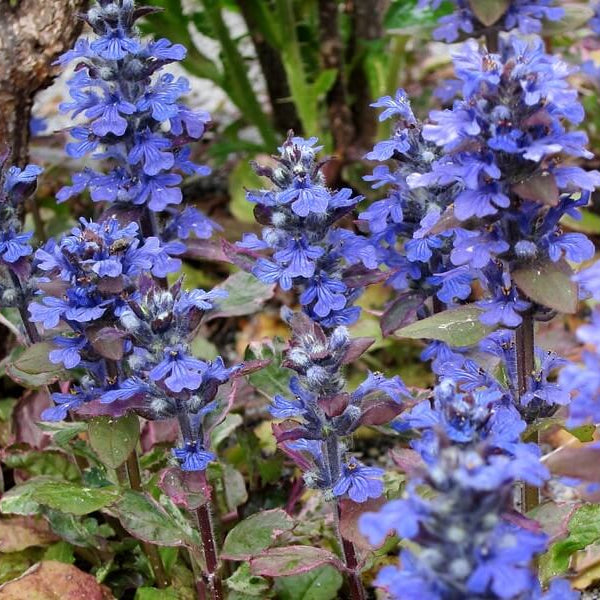 Creeping Ajuga Seeds