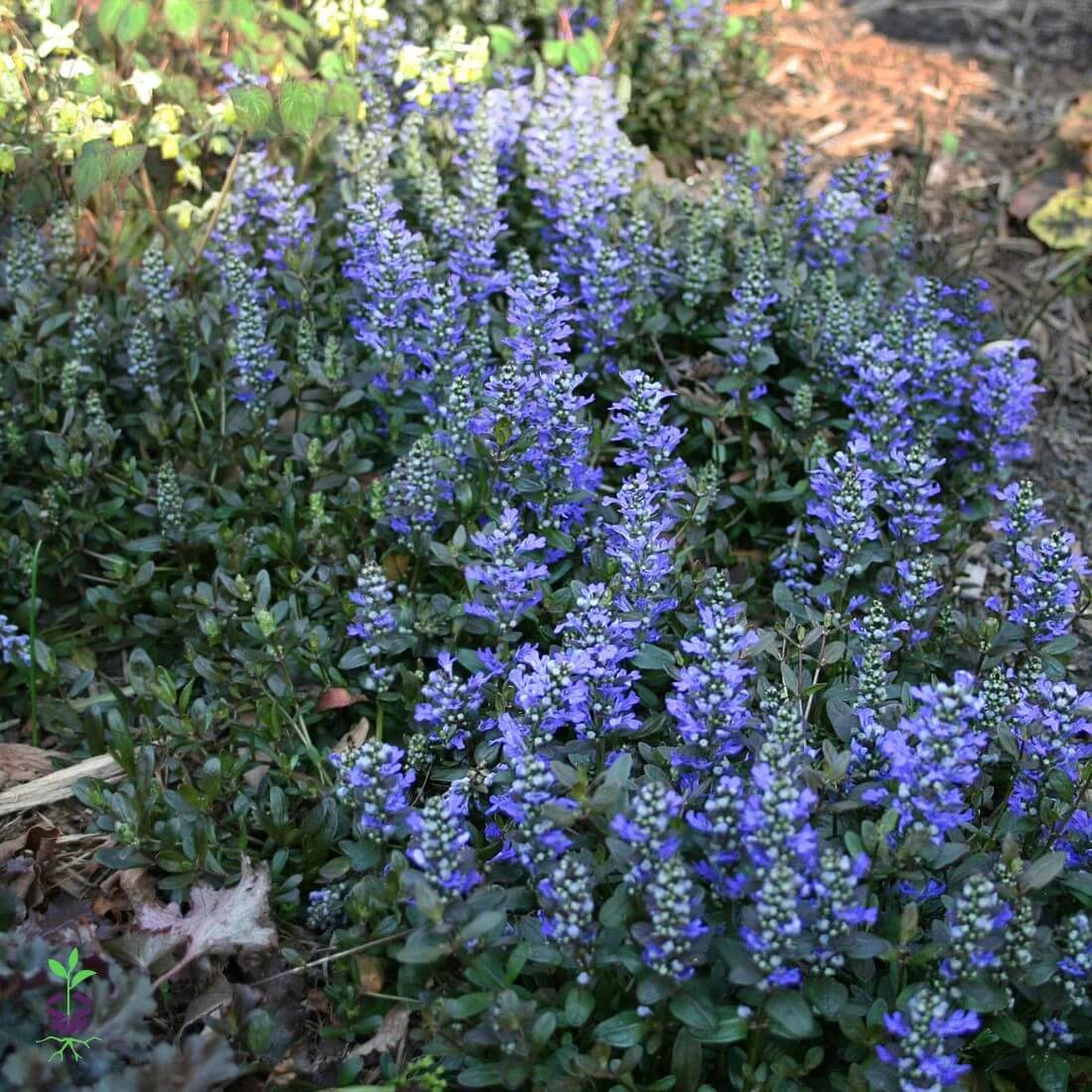 Creeping Ajuga Seeds