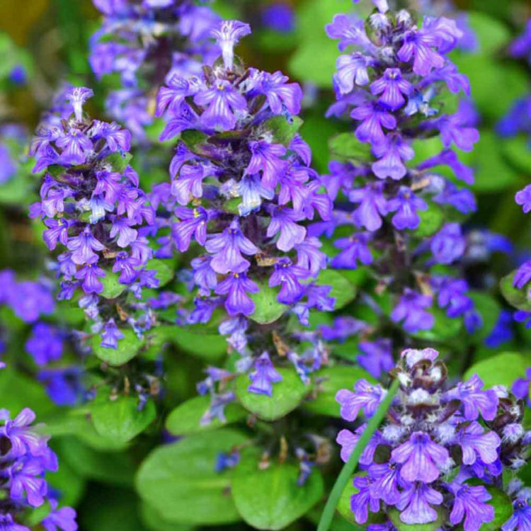 Creeping Ajuga Seeds