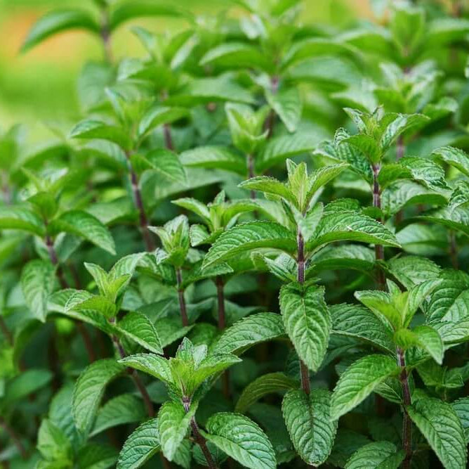 Creeping Corsican Mint Seeds