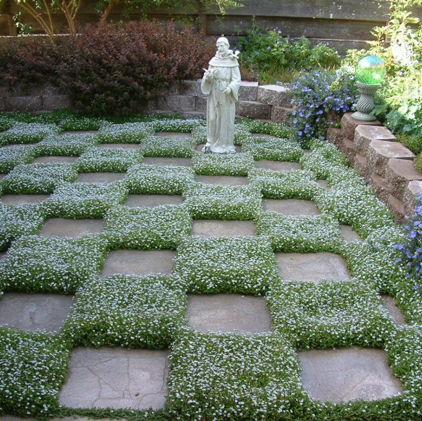 Creeping Ground Cover Seeds