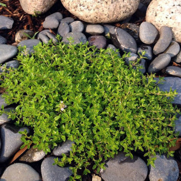 Creeping Herb Seeds - Flower Plant