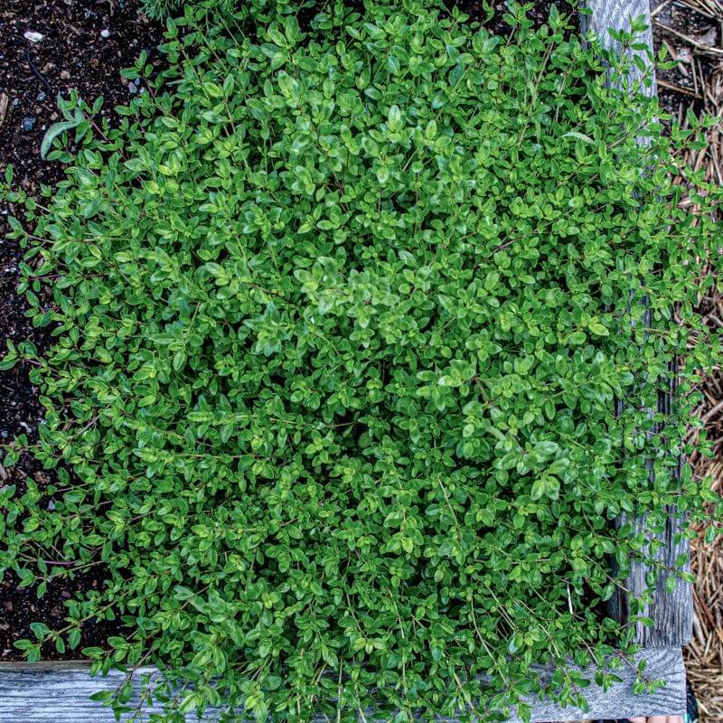 Creeping Herb Seeds - Flower Plant