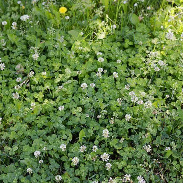 Creeping Herb Seeds - Flower Plant