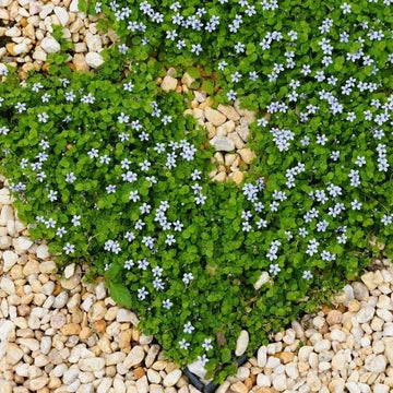 Creeping Lawn Plants Seeds