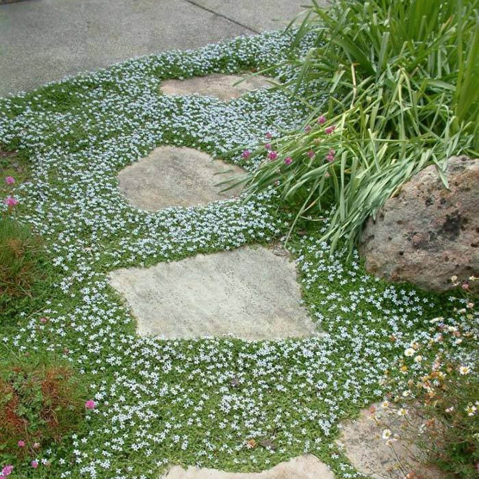 Creeping Lawn Plants Seeds