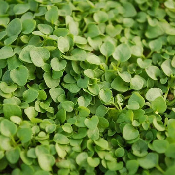 Creeping Mint Seeds