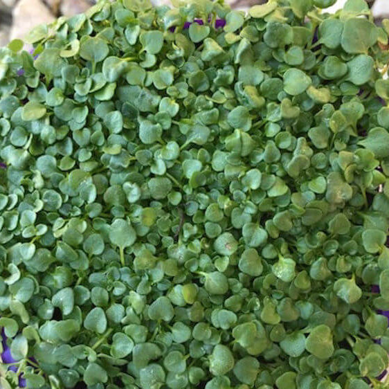 Creeping Mint Seeds