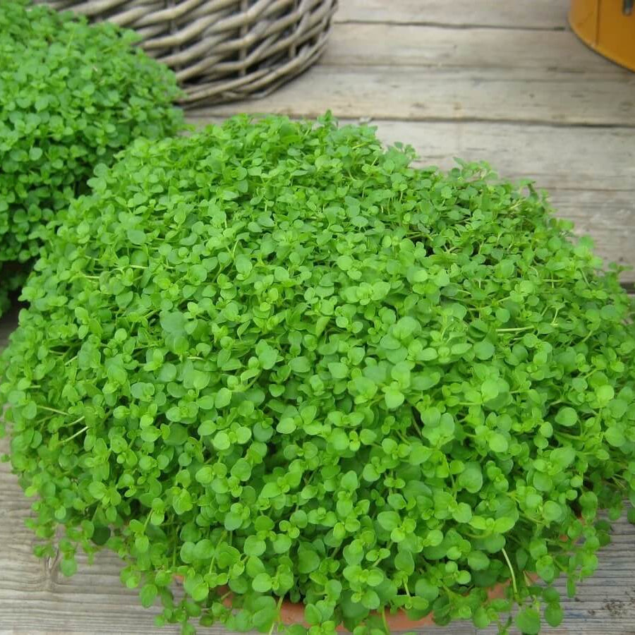 Creeping Mint Seeds